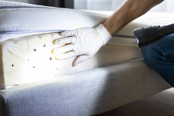 Best Mosquito Control Services  in Yeadon, PA