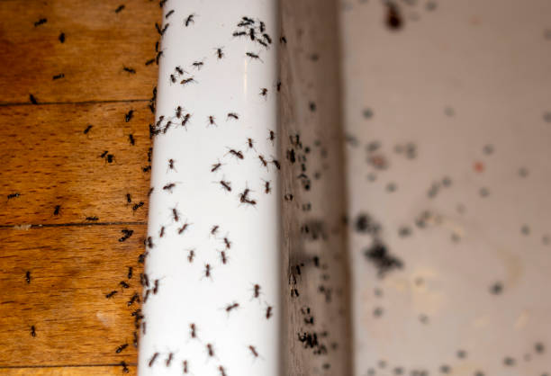 Best Pest Prevention Services  in Yeadon, PA